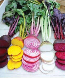 Seed Needs, 1,500+ Rainbow Beet Seed Mixture - 8 Variety Heirloom Mix (Beta vulgaris) Bulk Non-GMO 34 81gQgZ2grL