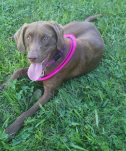 Aerobie Pro Ring Outdoor Kids Toy for Boys and Girls, All Ages, Colors may Vary 33 81gRRF7o2GL