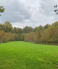 Whitetail Institute Arrest Max Selective Grass Control Herbicide Specifically Developed for Deer Food Plots, 1 Pint 19 81gRWdFWAaL