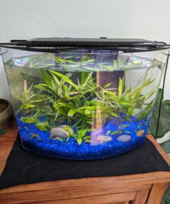 Tetra Crescent aquarium Kit 5 Gallons, Curved-Front Tank With LEDs,black 5-Gallon 23 81gUNlUFuNL