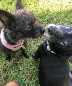 Hill's Science Diet Dry Dog Food, Puppy, Chicken Meal & Barley Recipe, 30 lb. Bag Puppy Dry 30 Pound (Pack of 1) 47 81gWuVZbSTL