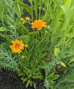 Eden Brothers All Perennial Wildflower Mixed Seeds for Planting, 1/4 lb, 120,000+ Seeds with Lupine, Shasta Daisy | Attracts Pollinators, Plant in Spring or Fall, Zones 3, 4, 5, 6, 7, 8, 9, 10 1/4 Pound 40 81gXbp FAaL