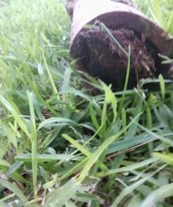 Cobra Products 30500 Cobra 30000 Pipe Auger, for Use with Most Small and Medium Household Drains, 1/2 in X 50 Ft, 50' 14 81gbIkJ17iL