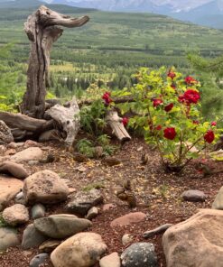 Audubon Park 12243 Critter Crunch Wild Bird and Critter Food, 15-Pounds 34 81gdkY6PGZL