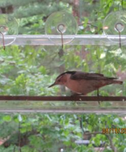 Tranquil Outdoors Large Acrylic Window Bird Feeder: Strong Removable Suction Cup Mounted Outdoor Bird House Feeder, Clear Birdfeeders for Large & Small Birds. Best See Thru Feeder for Bird Watching 39 81ge7cvtxeL 1