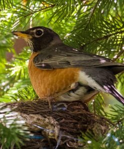 Tamron SP 70-200MM F/2.8 DI VC USD Telephoto Zoom Lens for Nikon (FX) Cameras Nikon FX Cameras 65 81gfIXv2feL