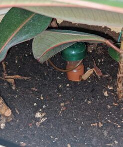 Blumat Classic Plant Watering Stakes | for Everyday Home or Vacation Use | Indoor or Outdoor Water Spikes for Plants | Automatic Drip Irrigation (6 Pack) 6 Pack 53 81ggFiigUML