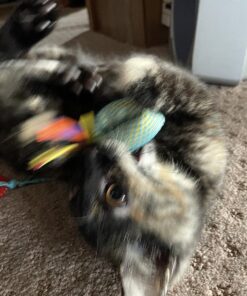 Petstages Dental Health Chews Pair Dental Chew 30 81gmUMMMmTL