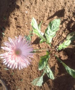 Outsidepride Gerbera Daisy Indoor House Plant or Flower Mix for Outdoor Containers, Pots, Planters, Beds - 100 Seeds 26 81go15bBQnL