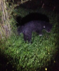 EcoGear FX Complete LED Tactical Flashlight Kit TK120 Flashlight with Rechargeable Battery: High Lumens with 5 Light Modes, Water Resistant, Adjustable Focus Zoom 89 81gpETLp5GL