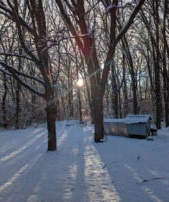 Cozy Products CL Cozy Safe Chicken Coop Heater 200 Watts Safer Than Brooder Lamps, One Size, Black 27 81gu3qzOvmL