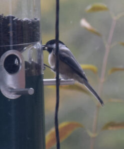 Wagner's 76029 Black Oil Sunflower Seed Wild Bird Food, 40-Pound Bag 38 81gymKaspL