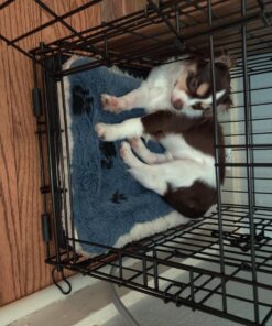 MidWest Homes for Pets Reversible Paw Print Pet Bed in Blue / White, Dog Bed Measures 17L x 11W x 1.5H for 'Tiny' Dog Breed, Machine Wash 17.0"L x 11.0"W x 1.5"Th 40 81gz0Btc5CL