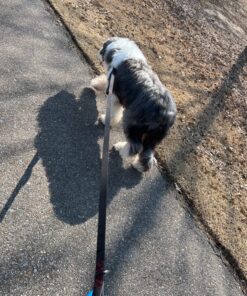 Leashboss 3X - Two Handle Dog Leash with Extra Traffic Handle - Heavy Duty Double Padded Handle Lead for Walking and Training Large Dogs - Large Dog Leash for Control and Training 24 81gzXj3SOZL