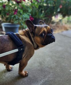 IMPROVIA® Washable Underpads, 34" x 36" (Pack of 4) - Heavy Absorbency Reusable Bedwetting Incontinence Pads for Kids, Adults, Elderly, and Pets - Waterproof Protective Pad for Bed, Couch, Sofa, Floor 4 Pack - 34x36 33 81h AeXkYzL