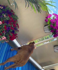 Panacea 89049 Ring Over The Deck Adjustable Flower Pot Holder, Black, 8-Inch 24 81h17RxzfL