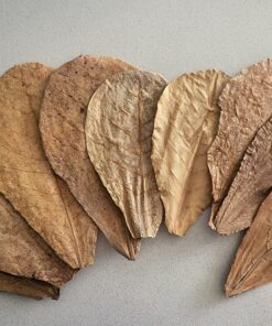 Aquatic Arts 10 Giant Catappa Indian Almond Leaves for Aquarium Use 18 81h5lYO2OfL