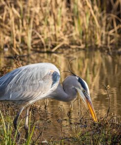 Commlite CM-EF-EOS M Auto-Focus Lens Mount Adapter for EF/EF-S Lens to Canon EOS M (EF-M Mount) Mirrorless Camera Lens Converter Ring for Canon EOS M1 M2 M3 M5 M6 M10 M50 M100 EF-EOS M 45 81hDxDGfjKL