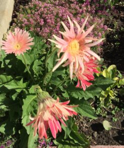 Outsidepride Gerbera Daisy Indoor House Plant or Flower Mix for Outdoor Containers, Pots, Planters, Beds - 100 Seeds 24 81hFqGohjpL