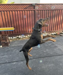 Bubbletastic Dog Bubbles 8oz. Refill Bottle of Bacon Bubble Solution 18 81hKFlRFVUL