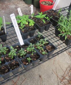 9GreenBox - Seedling Starter Trays, 144 Cells: (24 Trays; 6-Cells Per Tray), Plus 5 Plant Labels 22 81hN JhwJPL