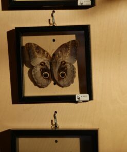 Panasonic LUMIX G7 4K Mirrorless Camera, with 14-140mm Power O.I.S. Lens, 16 Megapixels, 3 Inch Touch LCD, DMC-G7HK (USA BLACK) 45 81hNZQDiLlL