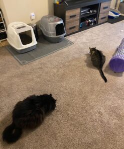 Dr. Elsey’s Premium Clumping Cat Litter - Ultra - 99.9% Dust-Free, Low Tracking, Hard Clumping, Superior Odor Control, Unscented & Natural Ingredients 39 81hOCT1KO5L