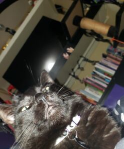 Quakehold! Furniture Strap Kit, Earthquake Fasteners for Disaster Preparedness, Child Proof Safety Straps for RV, Home Office, Helps Prevent Damage and Injury, Easy to Install, Black 1 Count (Pack of 1) 10 81hPvKqKKL