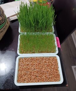 Hard Red Winter Wheat Berries | 5 LBS | Family Farmed in Washington State | Non-GMO Project Verified | 100% Non-Irradiated | Certified Kosher Parve | Field Traced | Burlap Bag 5 Pound (Pack of 1) 48 81hS4HOFNyL