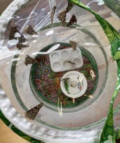 10 Live Caterpillars Shipped Now: Butterfly Kit Refill 55 81hT3ioBEsL