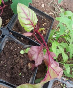 Seed Needs, 1,500+ Rainbow Beet Seed Mixture - 8 Variety Heirloom Mix (Beta vulgaris) Bulk Non-GMO 61 81hXCFqF0pL