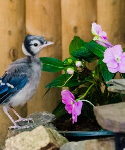 Tamron SP 70-200MM F/2.8 DI VC USD Telephoto Zoom Lens for Nikon (FX) Cameras Nikon FX Cameras 66 81hZBbmaaHL