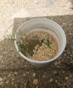 SUMMIT CHEMICAL CO 117-6 30OZ Mosquito Bits 33 81hclB9oQqL