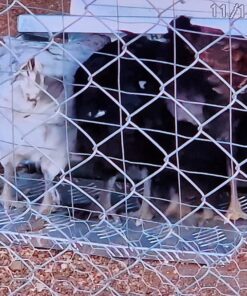 Grandpa's Feeders Automatic Chicken Feeder - Sturdy Galvanized Steel Poultry Feeders - No Spill with Weatherproof Lid - Standard Size for 6-12 Chickens 10 Days (20lb Feed) Silver 14 lb 43 81hiEuPnKkL