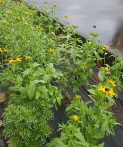 Outsidepride Perennial Rudbeckia Hirta Black-Eyed Susan Wild Flowers - 5000 Seeds 24 81hj5msFrCL