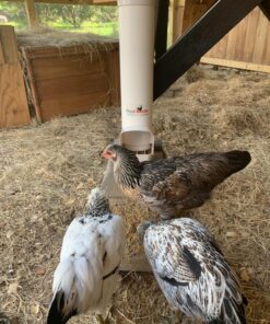 Royal Rooster 1 Gallon Automatic Twin Chicken Waterer with 2 Gravity-Feed Valve-Operated Drinking Cups - Indoor and Outdoor Coop Hanging Chicken, Duck and Poultry Water Dispensing System 26 81hp1wHAxyL