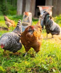 Scratch and Peck Feeds Cluckin' Good Grower Grit - 7 lbs - Gizzard Development Supplement for Chickens and Ducks - Crushed Quartzite/Granite 7 Pound (Pack of 1) Grower Grit - 7-lbs 13 81hqEVgW7jL