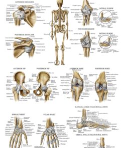 Palace Learning 4 Pack - Anatomical Poster Set - Laminated - Muscular, Skeletal, Ligaments of the Joints, Anatomy of the Spine - Anatomy Chart Set (LAMINATED, 18” x 24”) 18” x 24” 12 81hsicgH80L