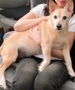 Earth Rated Dog Poop Bags with Handles, New Look, Easy Tie and Guaranteed Leakproof, Unscented, 120 Handle Bags 120-Count 33 81htAfIeRZL