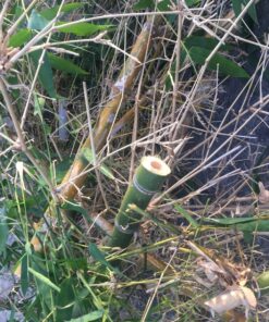 BLACK+DECKER 20V MAX* Alligator Lopper Cordless Chainsaw, Tool Only (LLP120B) 20V Lopper (Tool Only) 14 81huo cnTTL