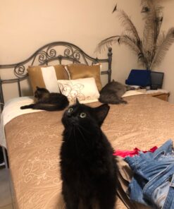 Purina ONE Natural, Low Fat, Weight Control, Indoor Dry Cat Food, +Plus Indoor Advantage - 22 lb. Bag Turkey 22.00 Pound (Pack of 1) 36 81hvgBS SML