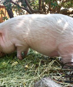 Oxbow Animal Health Western Timothy Hay - All Natural Hay for Rabbits, Guinea Pigs, Chinchillas, Hamsters & Gerbils -Veterinarian Recommended- Grown in the USA-90 oz. 5.62 Pound (Pack of 1) 32 81hy8LE95RL