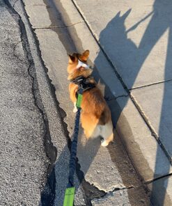 Tuff Mutt Hands Free Dog Leash For Running That Makes A Great Waist Leash for Dog Walking, Double Handle Bungee Leash with Reflective Stitching and Adjustable Dog Walking Belt green/gray 38 81hypYLbr4L