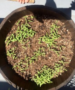 Survival Essentials Garden Heirloom Seed Vault, 100 Variety, Over 17,500 Vegetable, Fruit, and Herbs Seeds, Non-GMO, Non-Hybrid, Plus Free Microgreens Kit 49 81hze4EXhL