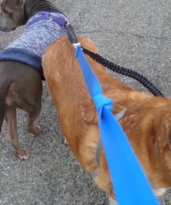 Pet Dog Double Leashes - No Tangle Dog Leash Coupler, Comfortable Shock Absorbing Reflective Bungee Lead for Nighttime Safety, Dual Dog Training Leash for Small, Medium & Large Dogs (Black) 25 81i 8YdV0pL