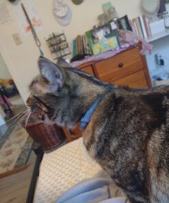 Seresto Cat Vet-Recommended Flea & Tick Treatment & Prevention Collar for Cats | 8 Months Protection 1 Pack Cat Only 39 81i1pRawhiL