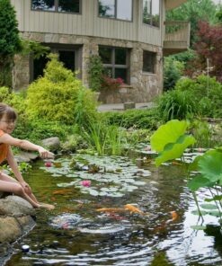 Aquascape 98949 Beneficial Bacteria Concentrate for Pond and Water Features, 1.1-Pound, white 24 81iB0WgHlpL