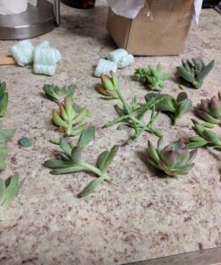 Succulent Assorted Pack- Perfect for Weddings, Party Favors, Home Gardens, and Social Events by Jiimz (15 Pack) 91 81iE7hNmXL