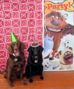 Unique Plastic The Secret Life of Pets Door Poster, 60" x 27", Multicolor 7 81iHbzvzMCL