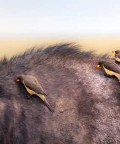 Sigma 150-600mm 5-6.3 Sports DG OS HSM Lens for Canon Canon SLR Mount US Version 130 81iHfYOfxaL